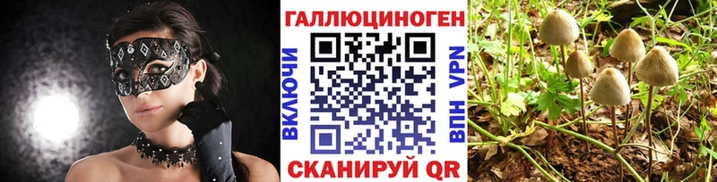 Псилоцибиновые грибы Cubensis  Трёхгорный 